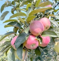 正能量健康养生句子，让你的生活更美好