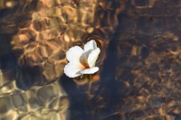 我院举办525“发现生活之美”主题心理艺术摄影比赛