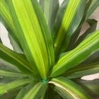 家庭教育中的健康生活习惯培养：让孩子拥有健康体魄