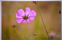 《人民日报》的智慧：健康生活，平静心境，开心笑容，适度忙碌