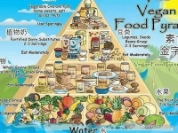 素食生活：健康与营养的平衡之道