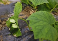 水果黄瓜：健康生活的理想伴侣