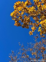 中佰康：健康饮食的五大要点，助你迈向健康生活