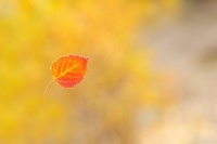 改变生活品质，从减肥开始