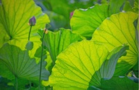 荷叶：夏日健康生活的良伴，探索其药用价值与多重功效