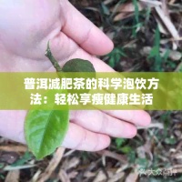 普洱减肥茶的科学泡饮方法：轻松享瘦健康生活