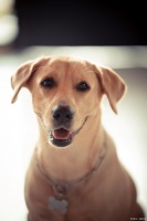 奈卫健Novequin PET：养护宠物肠胃，守护健康生活