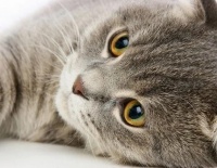 宠物也要追求健康生活，选择天然食品