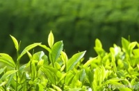 想要健康饮茶？先选对茶叶，我来告诉你！