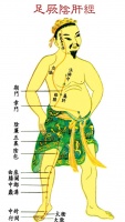 推敲肝经，健肝又减肥