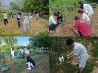 躬耕垄亩育青苗 植保学子喜丰收 —— 农林与服装学院“我种植