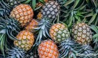 自制菠萝酵素，开启健康新生活