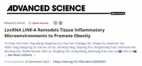 浙江大学林爱福团队在Advanced Science发文揭示区域组织微环境重塑导致肥胖的新机制和基于靶向非编码RNA的核酸减肥药物新策略
