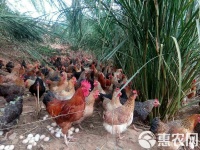 [土鸡批发]土鸡 绿保鸡，绿色环保健康食材，经海关检测达到22项零残留价格168元/只