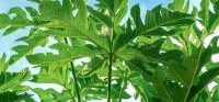 木瓜叶的7个新好处和用途
