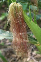 这些随手丢掉的生活垃圾，竟然是宝贝！