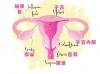 皮防科普｜关注生殖健康，从预防做起