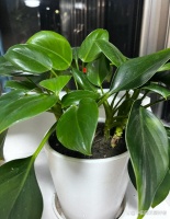 号称植物界的“辟邪王”，它不仅养眼还护宅，越养生活越美！