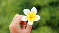 热带植物鸡蛋花：白黄双色花瓣散发甜香，全株有毒需谨慎