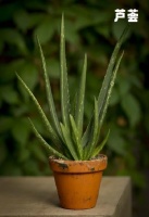 植物医药：自然疗法与健康生活