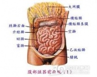 蜂蜜和醋泡水能减肥吗？