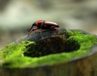 竹虫