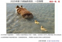 2025港澳免费资料大全,7777788888管家婆四肖四码,7777788888精准老钱庄,7777788888管家婆免费查询,新澳天天开奖资料大全600TK