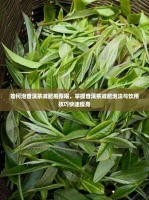 如何泡普洱茶减肥推荐喝，掌握普洱茶减肥泡法与饮用技巧快速瘦身