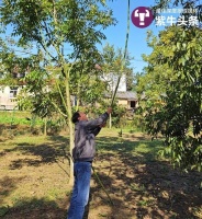 【紫牛头条】六旬“碧根果教授”爬树打果：缺乏渠道卖不出好价格，有点愁