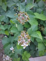 黑莓的美味之旅与健康生活指南