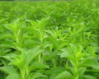 甜叶菊：自然的甜味剂，健康生活的小秘密