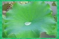 荷叶粉的多样养生功效与食用方法