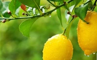 减肥健康食品趋势潮流 2017汉中市祖琳芳科普文章