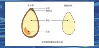 全谷物飲食指南：營養(yǎng)、益處與健康生活