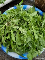 春日限定美味｜为什么春天是吃荠菜的最佳时节？附5种神仙吃法