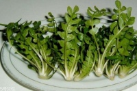 荠菜有什么禁忌人群吗 荠菜的功效与作用