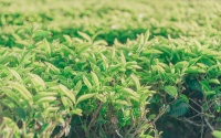 茶水浴：传统护理还是健康隐患？