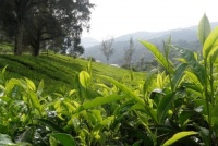 生活中，必不可少的茶叶又是怎样种植的？只需掌握这4个技术要点