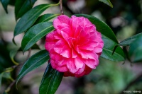山茶树种植方法和管理？种茶树需要注意什么