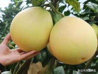 减肥效果好的七种水果
