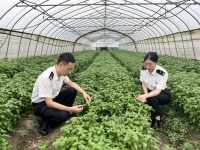 滬產(chǎn)羅勒這樣打開海外市場