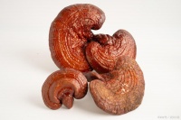 灵芝的正确吃法：轻松享受健康生活！