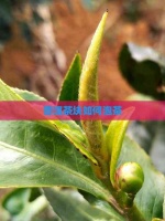 普洱茶塊如何泡茶