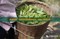 深度解析：玫瑰普洱茶的健康益處、適宜人群與飲用