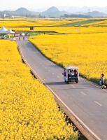 蜂蜜与节制：健康生活的智慧