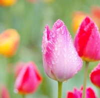 健康与快乐：人生的核心追求与生活方式的选择