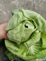 減脂方式之青菜晚餐法