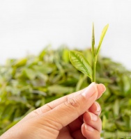 养生茶冲泡秘籍大公开，开启健康生活新篇