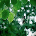 節(jié)令養(yǎng)生之谷雨