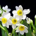 科学网—dongzg101的个人资料